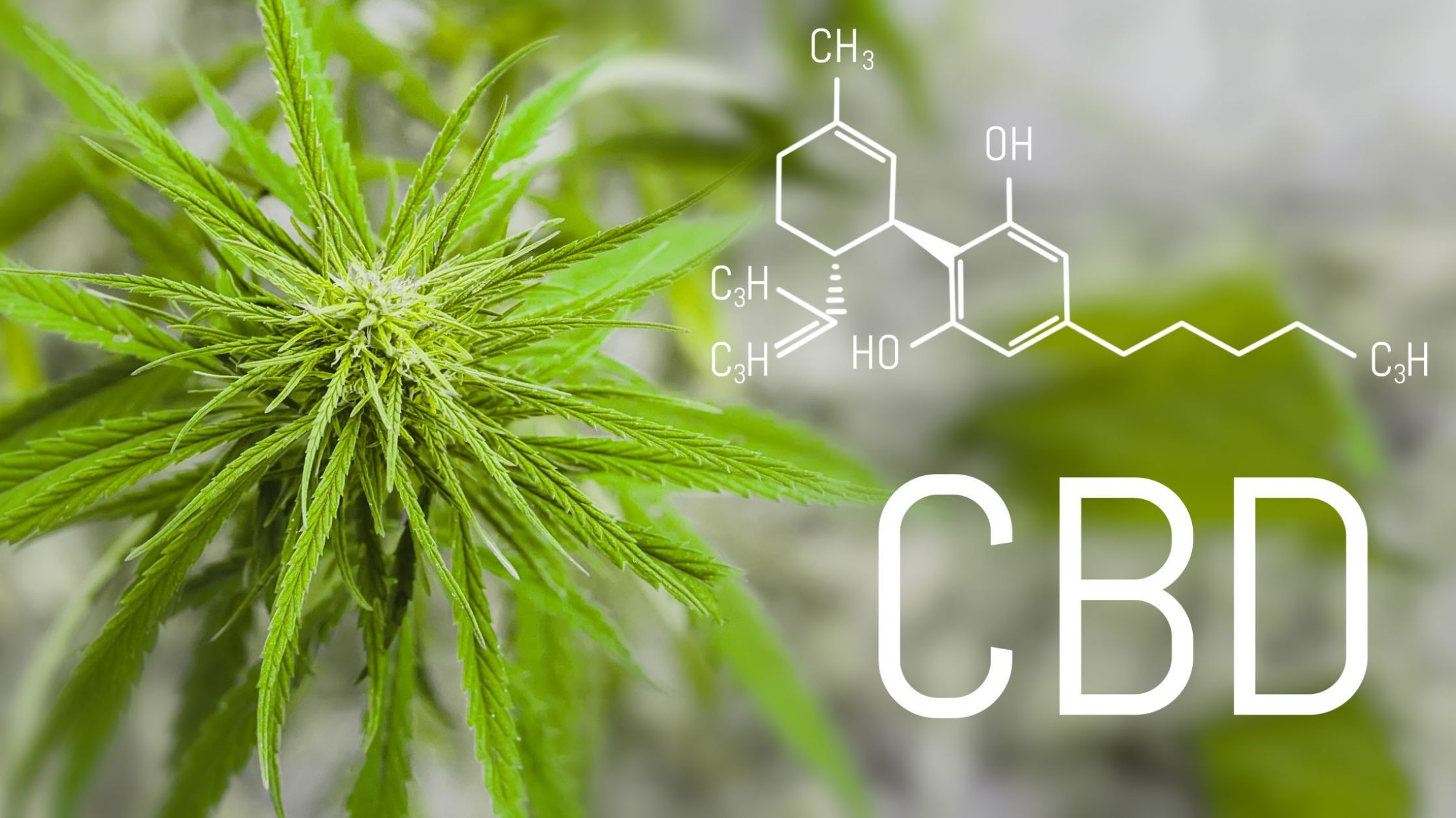 CBD & Hemp